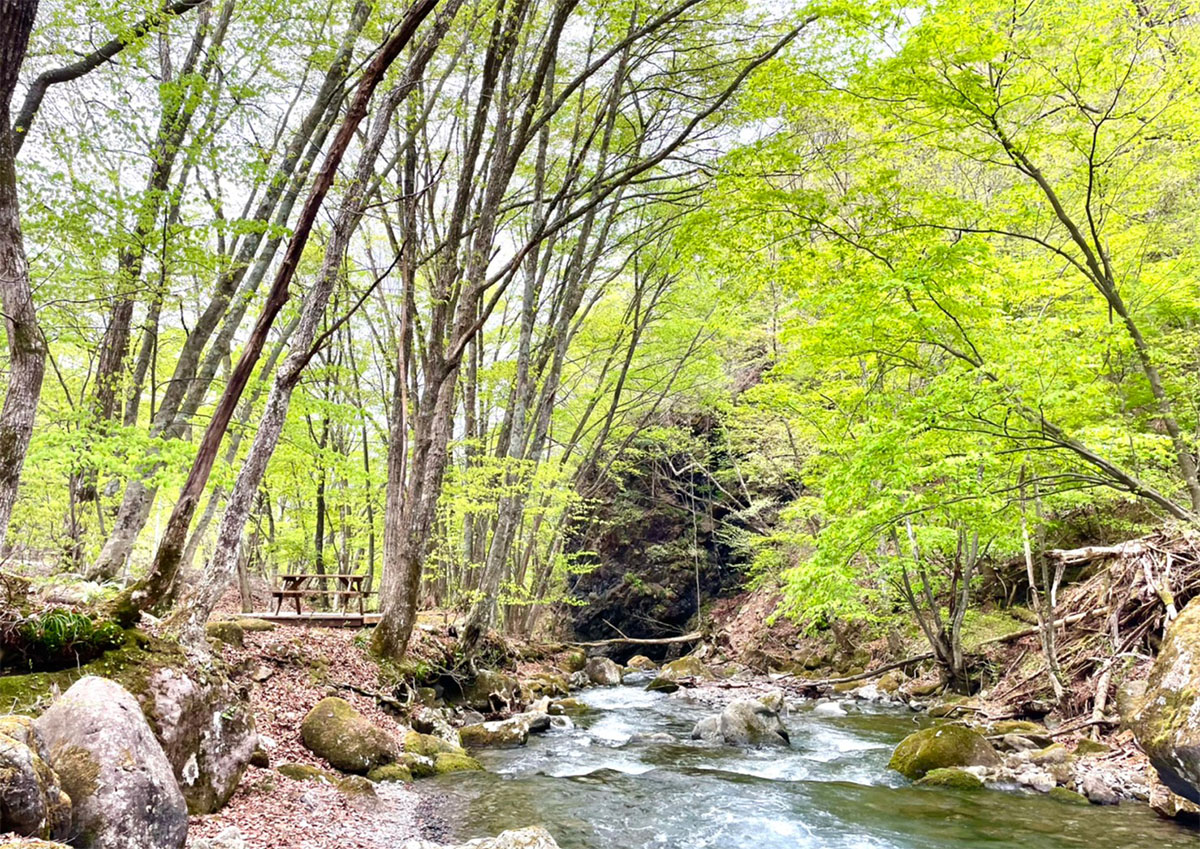 新緑の季節の渓流沿いの風景写真